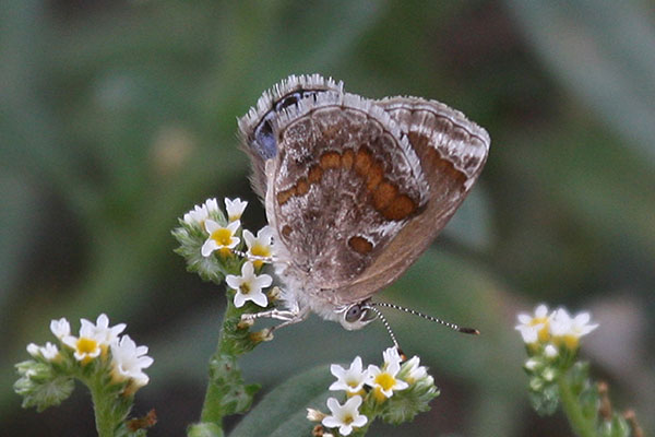 Strymon b. bazochii - The Lantana Scrub-Hairstreak