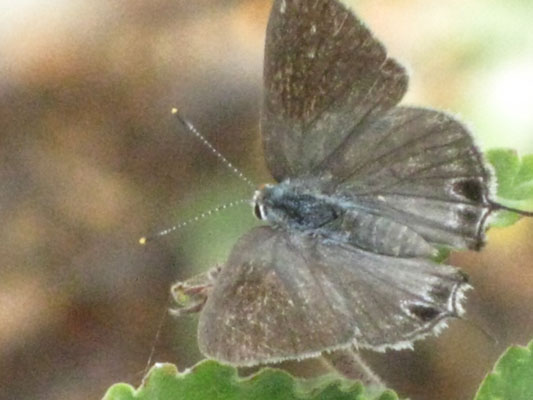 Strymon c. columella - Hewitson's Hairstreak