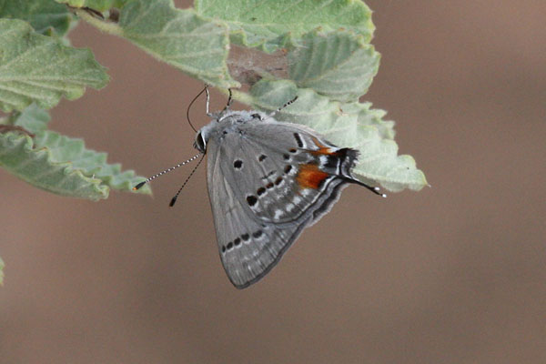 Strymon c. columella - Hewitson's Hairstreak