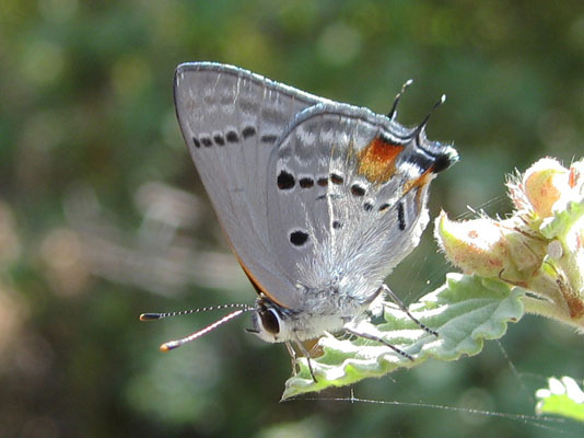 Strymon c. columella - Hewitson's Hairstreak