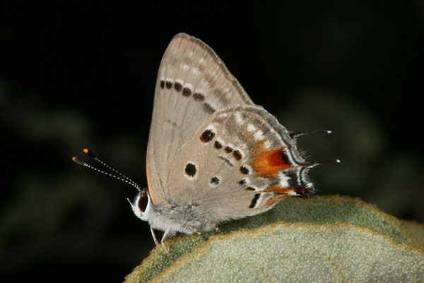 Strymon c. columella - Hewitson's Hairstreak