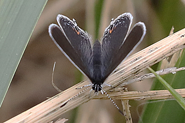 Strymon melinus atrofasciata - The Gray Hairstreak