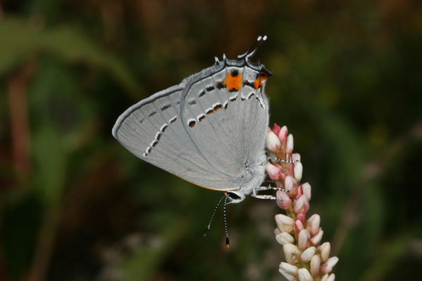 Strymon melinus atrofasciata - The Gray Hairstreak