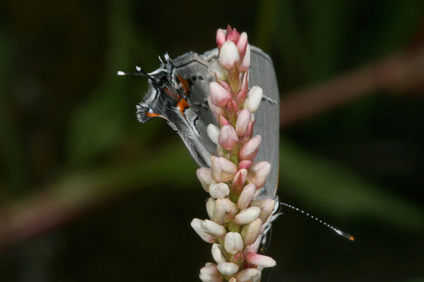 Strymon melinus atrofasciata - The Gray Hairstreak