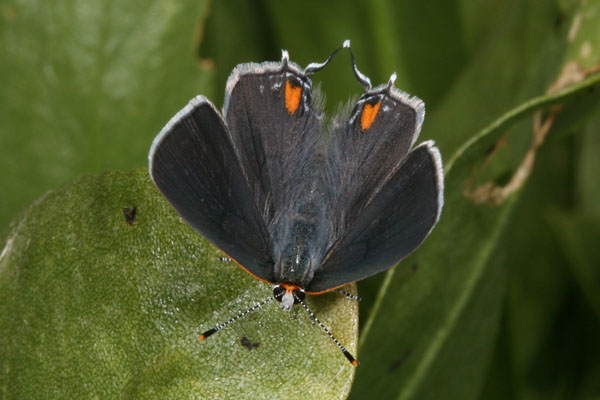 Strymon melinus atrofasciata - The Gray Hairstreak