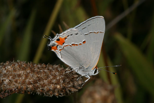 Strymon melinus atrofasciata - The Gray Hairstreak