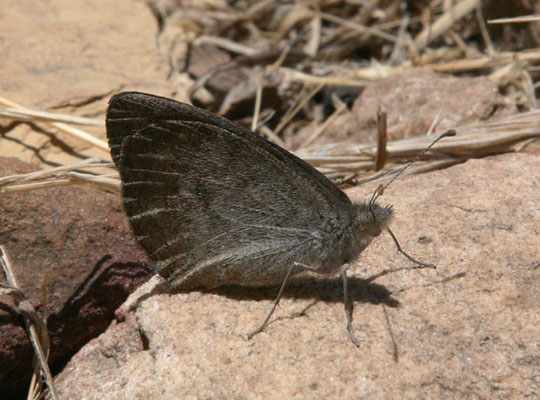 Stygionympha vigilans - The Western Hillside Brown