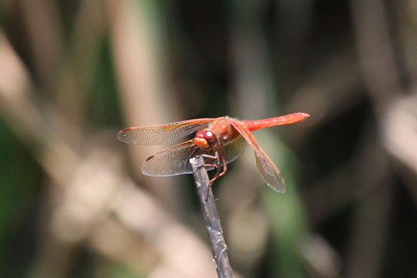 Sympetrum illotum - The Cardinal Meadowhawk