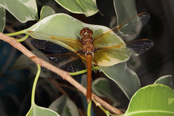 Sympetrum illotum - The Cardinal Meadowhawk