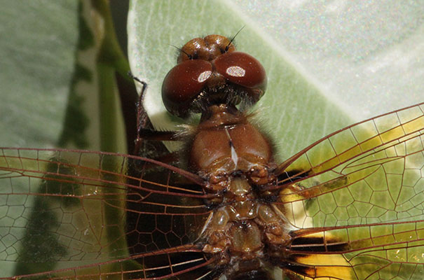 Sympetrum illotum - The Cardinal Meadowhawk