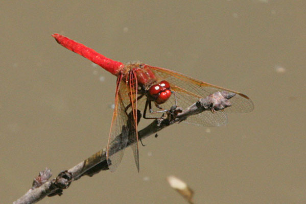 Sympetrum illotum - The Cardinal Meadowhawk