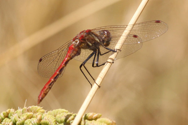 Sympetrum pallipes - The Striped Meadowhawk