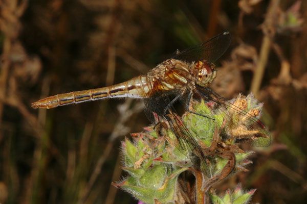 Sympetrum pallipes - The Striped Meadowhawk