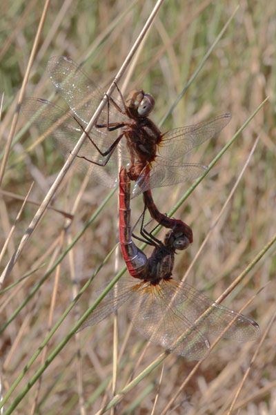 Sympetrum pallipes - The Striped Meadowhawk