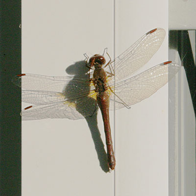 Sympetrum vicinum - The Autumn Meadowhawk