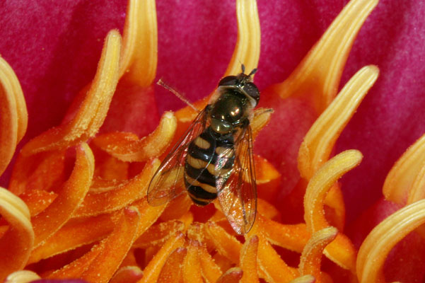 Syrphus opinator