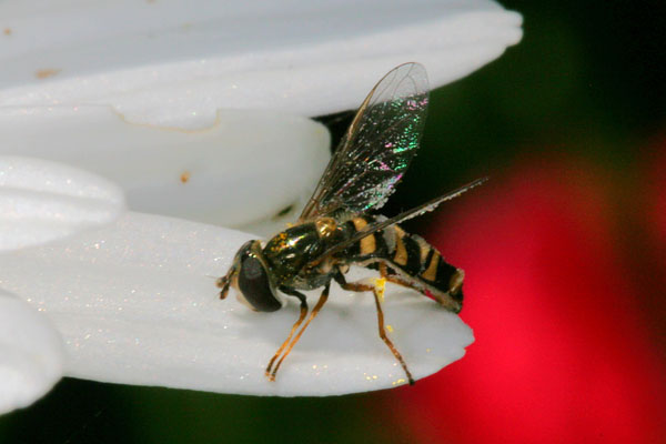 Syrphus opinator