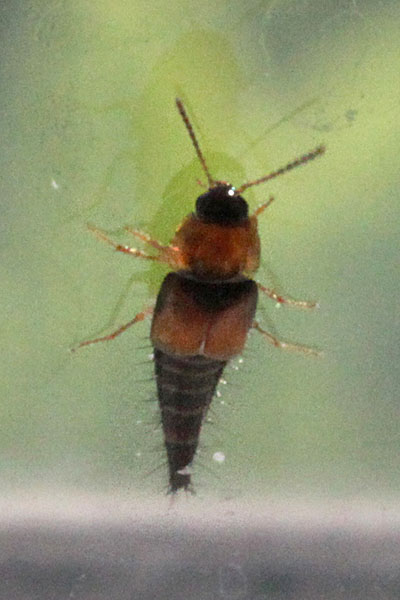 Tachyporus maculicollis