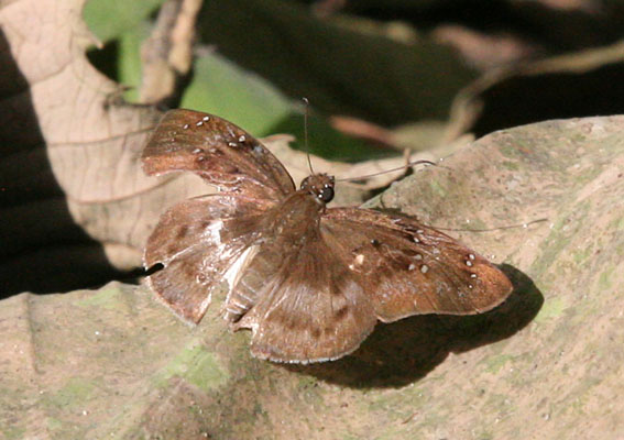 Tagiades flesus - The Clouded Flat