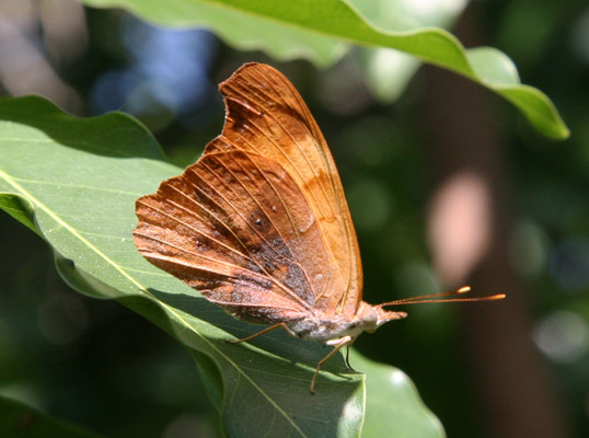 Temenis laothoe agatha - The Orange Banner