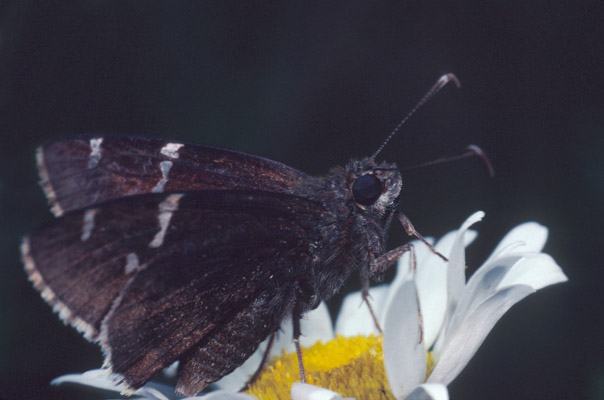 Thorybes pylades - The Northern Cloudywing