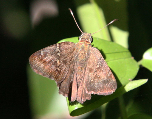 Thorybes bathyllus - The Southern Cloudywing