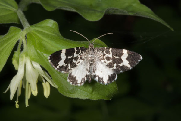Trichodezia californiata - The White-striped Black Moth