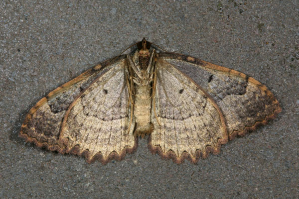 Triphosa haesitata - The Tissue Moth