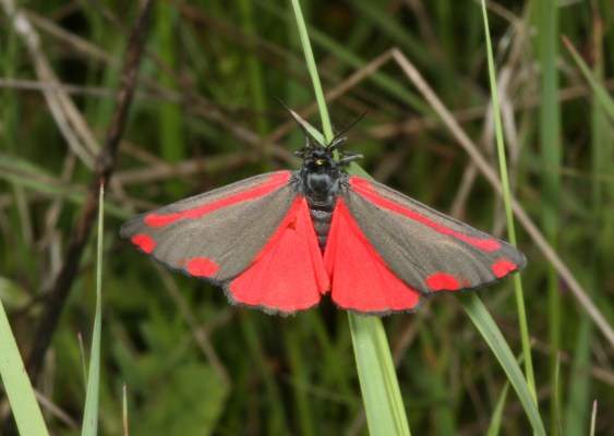 Tyria jacobaeae - The Cinnabar Moth
