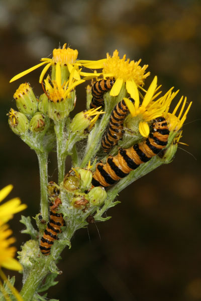 Tyria jacobaeae - The Cinnabar Moth