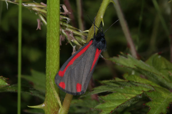 Tyria jacobaeae - The Cinnabar Moth