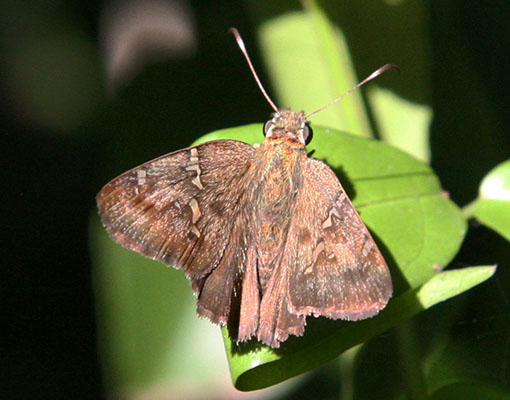 Unidentified Hesperid