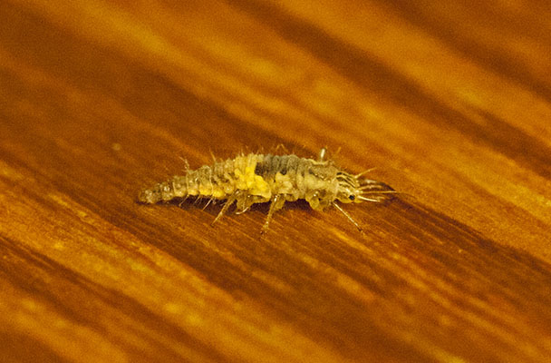 Unidentified Lacewing larva