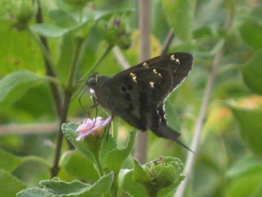 Urbanus proteus domingo - The Long-tailed Skipper