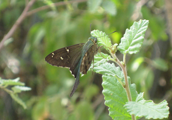 Urbanus proteus domingo - The Long-tailed Skipper