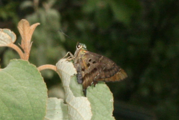 Urbanus proteus domingo - The Long-tailed Skipper