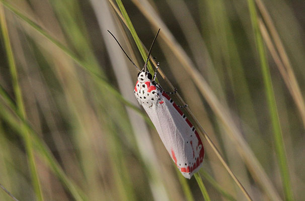 Utetheisa ornatrix - The Ornate Bella Moth aka The Rattlebox Moth