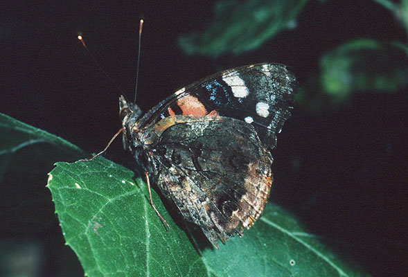 Vanessa atalanta rubria - The Red Admiral