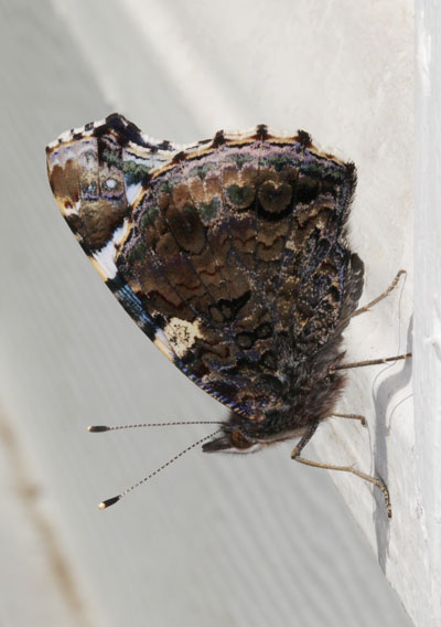 Vanessa atalanta rubria - The Red Admiral