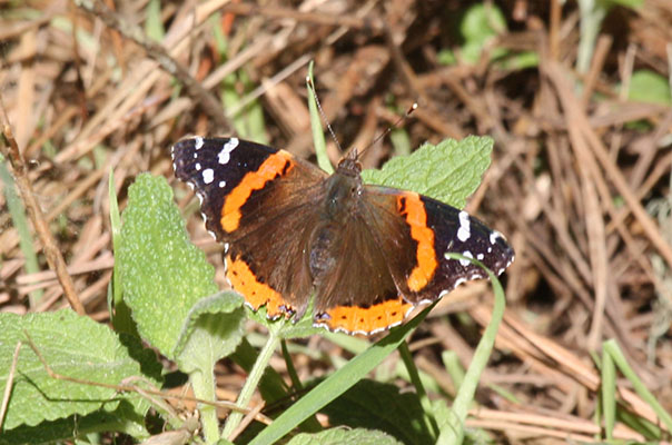 Vanessa atalanta rubria - The Red Admiral