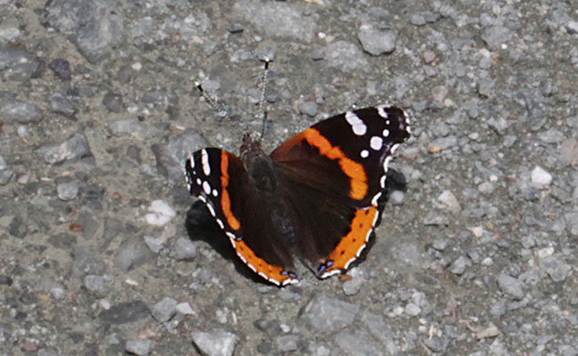 Vanessa atalanta rubria - The Red Admiral