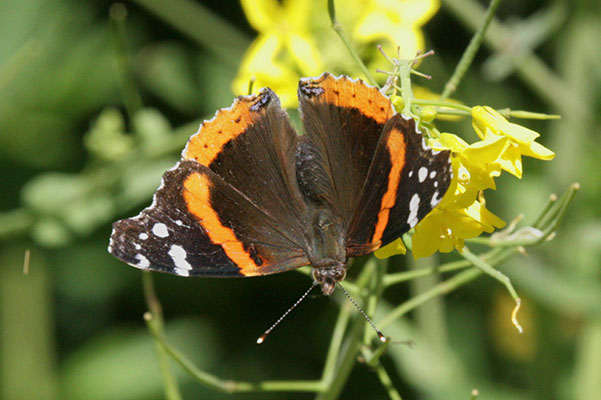 Vanessa atalanta rubria - The Red Admiral