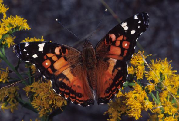 Vanessa cardui (Linnaeus, 1758) - The Painted Lady