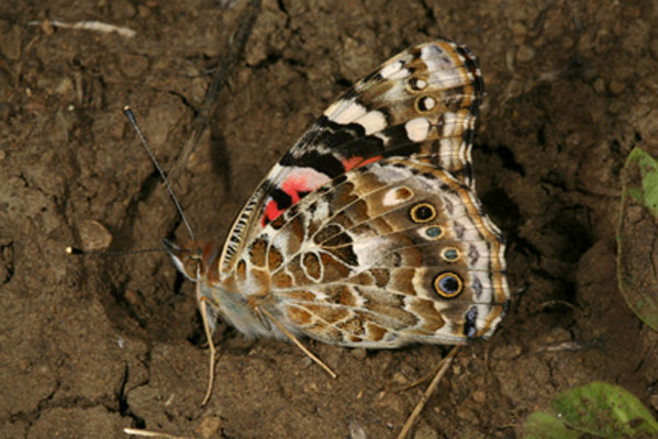 Vanessa cardui (Linnaeus, 1758) - The Painted Lady