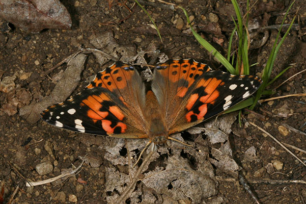 Vanessa cardui (Linnaeus, 1758) - The Painted Lady