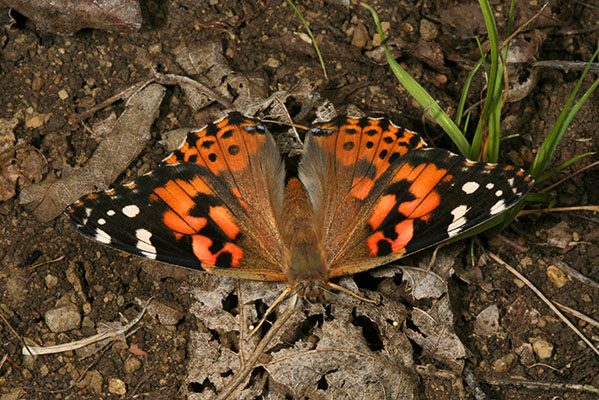 Vanessa cardui (Linnaeus, 1758) - The Painted Lady