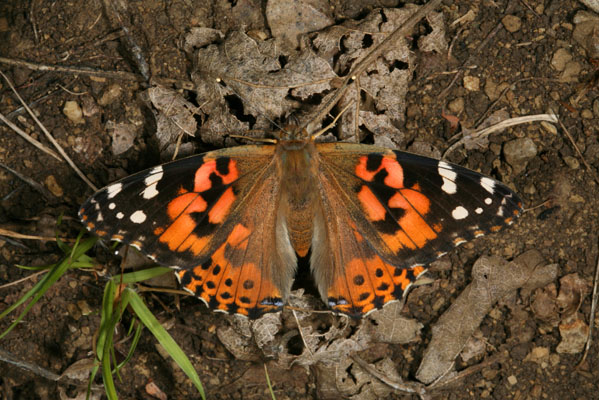 Vanessa cardui (Linnaeus, 1758) - The Painted Lady