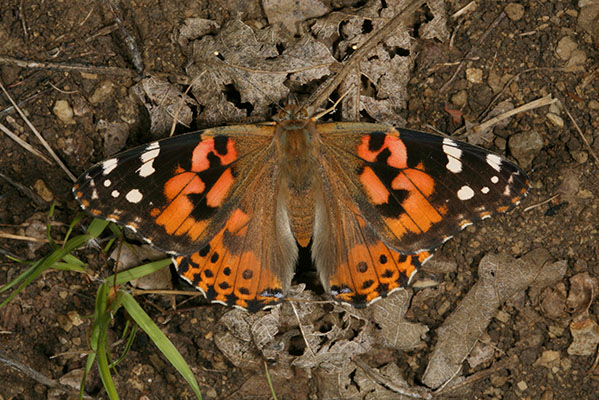 Vanessa cardui (Linnaeus, 1758) - The Painted Lady