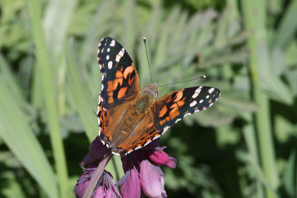 Vanessa cardui (Linnaeus, 1758) - The Painted Lady