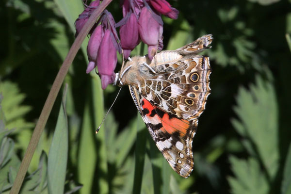 Vanessa cardui (Linnaeus, 1758) - The Painted Lady
